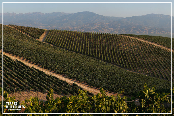 Les vins turcs de Kavaklidere, des cépages autochtones envoûtants.