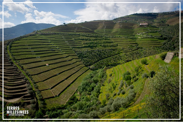 Les vins de la Quinta da Côrte, le plus beau vignoble du monde et des cépages autochtones passionnants